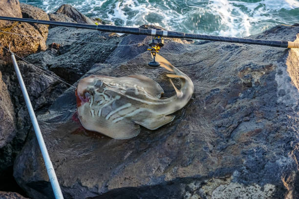 istock A fish caught while fishing in Australia. 1347446344
