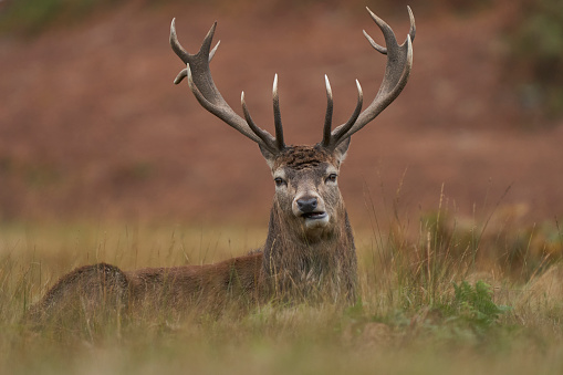 Red Deer stag (Cervus elaphus) on the periphery of a breeding group waiting for the time when it will be able to challenge a dominant stag for mating rights during the annual rut in Bradgate Park, Leicestershire, England.