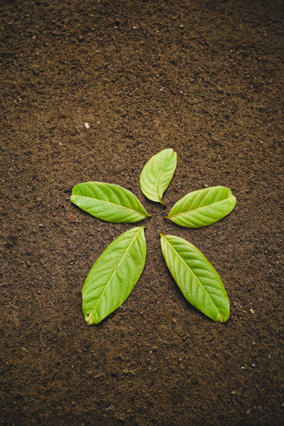 istock Green leaves arranged like flowers 1347447701