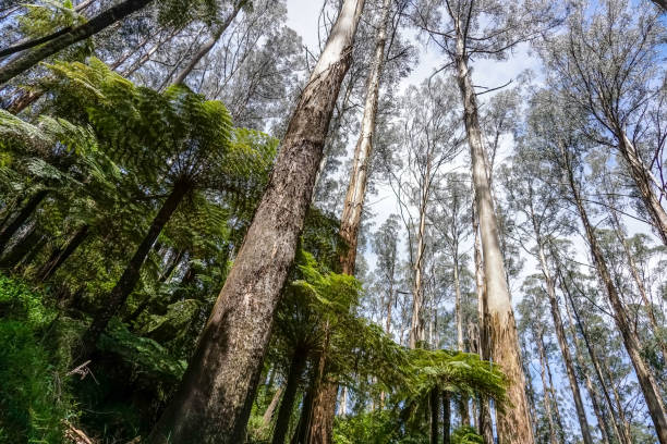 istock View into the treetop in the rainforest. 1347447831