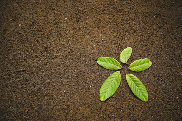 istock Green leaves arranged like flowers 1347447916