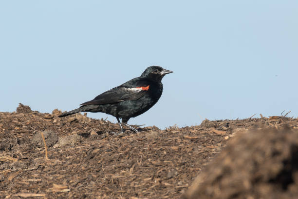 The endangered Tricolored Blackbird The endangered Tricolored Blackbird (Agelaius tricolor) endemic to western USA blackbird stock pictures, royalty-free photos & images