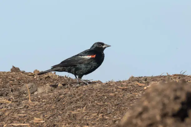 Photo of The endangered Tricolored Blackbird