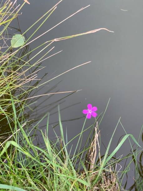 istock Small purple flower floating on a lake 1347447988