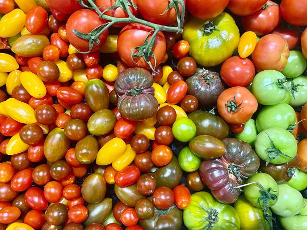 Horizontal close up flat lay of a vibrant Colorful variety of organic farm fresh picked types of tomatoes including heirloom yellow green and vine ripened