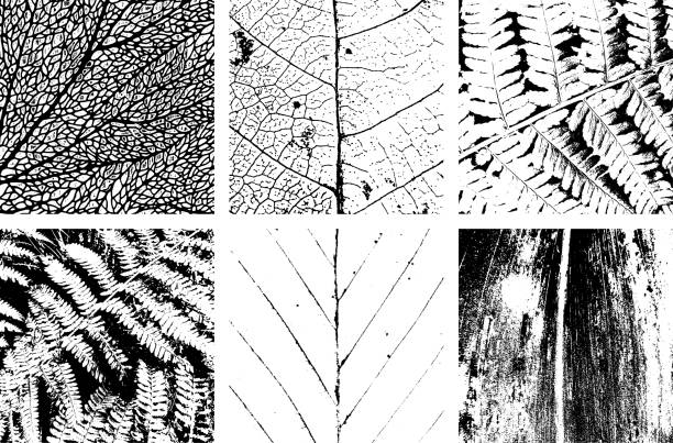 illustrations, cliparts, dessins animés et icônes de feuilles bois nature slice grunge texture set. collection de motifs scratchy noirs. arrière-plan granuleux abstrait. illustration de conception vectorielle. effet texturé. fissure. - rusty symbol wood backgrounds