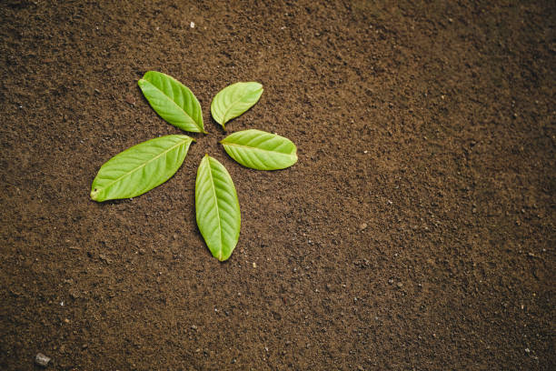 istock Green leaves arranged like flowers 1347448214