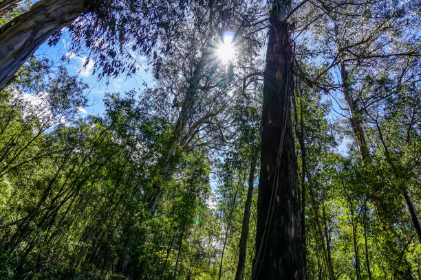 View into the treetop in the rainforest.