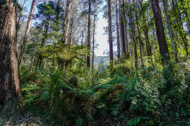 istock View into the treetop in the rainforest. 1347448562