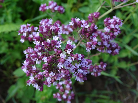 close up of the purple flowers of the herb marjoram (Origanum majorana ), in the open ground in the vegetable garden Origanum majorana