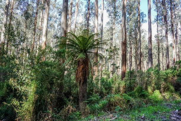 istock View into the rainforest in Australia. 1347449501