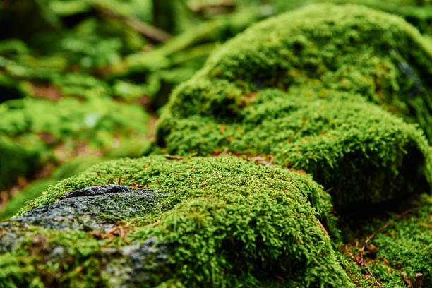 istock Beautiful green moss on the floor in the forest 1347449583
