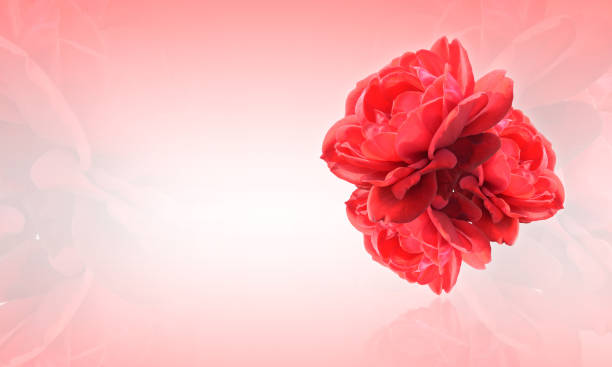 Rose on white Table