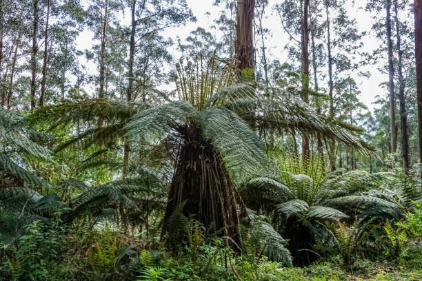 istock View into the rainforest in Australia. 1347450296