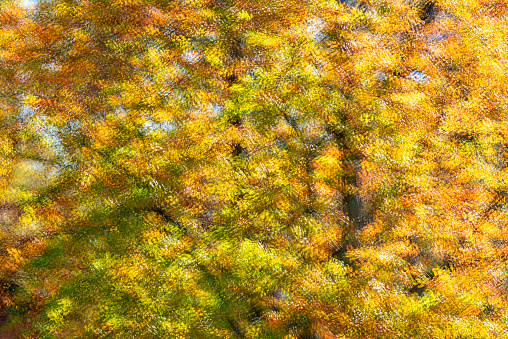 multi-exposure of autumn leaves in forest - from stockholm sweden