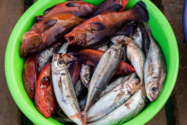 istock Caught Fish in a Bucket 1347451497