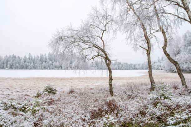 istock Beautiful winter landscape view at a forest lake 1347451945