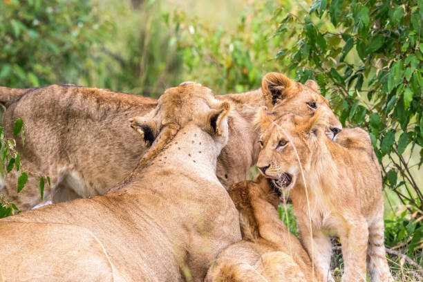 istock Lioness lying and resting with her playful cubs 1347451984
