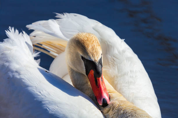 istock Close up at a beautiful Mute swan 1347452083