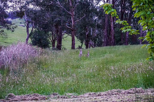 A field with some kangaroos and trees.