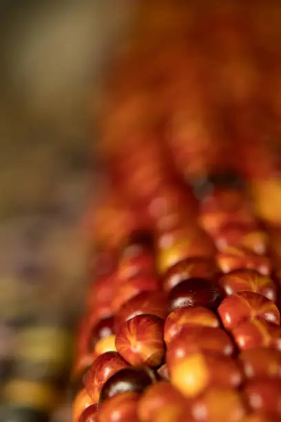 close up of decorative autumn corn cobs with shallow depth of field