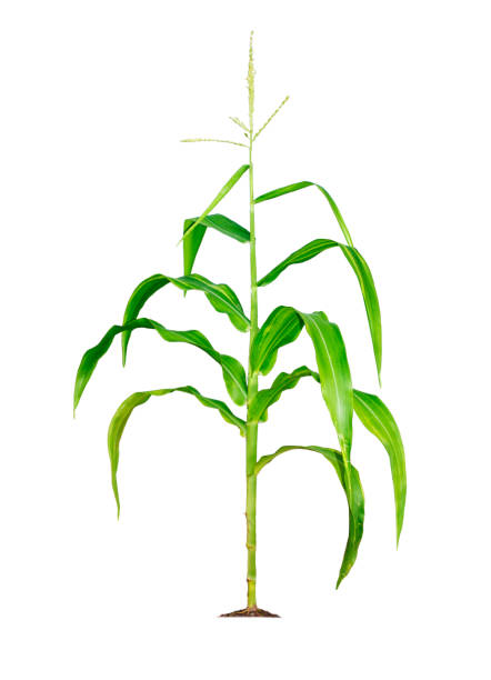 istock Corn plant isolated on a white background with clipping paths for garden design 1347455597