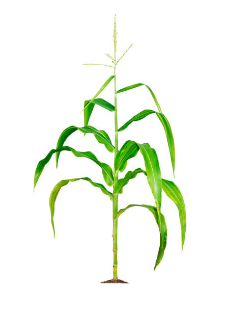 planta de milho isolada em um fundo branco com caminhos de recorte para o design do jardim - dracaena sanderiana - fotografias e filmes do acervo