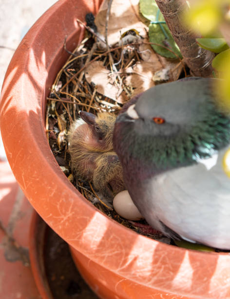 istock Pigeon with baby and eggs 1347456890