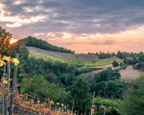 istock Vineyards and woods at Monteveglio Hillside 1347456997