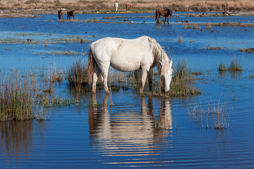 Nature reserve with wild horses . Mare grazing in the swamp . Wild area with mustangs