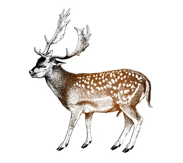 Vector illustration of Spotted deer with horns. Cervus nippon. Dappled sika deer. Hand drawn realistic sketch, graphics colored vector illustration on white background.