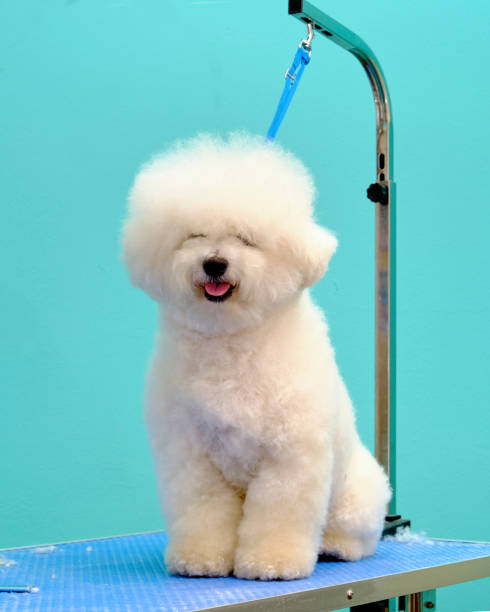 istock The bichon frise is tied with a ring on the grooming table 1347460494