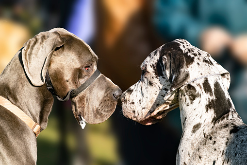 Two beautiful big Great Danes look into each other's eyes, close-up portrait.