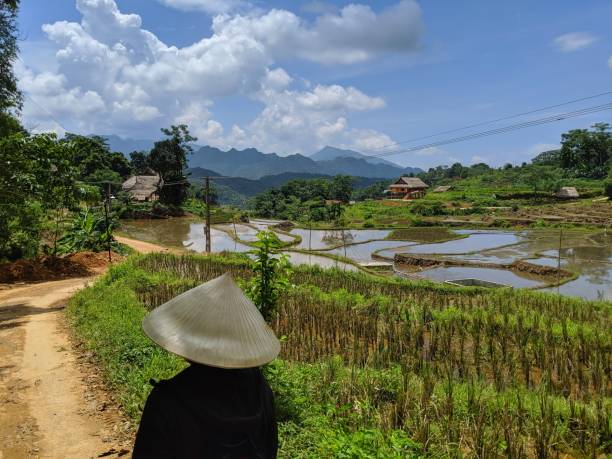 istock Traditional Vietnamese rice field with conical hat 1347460530