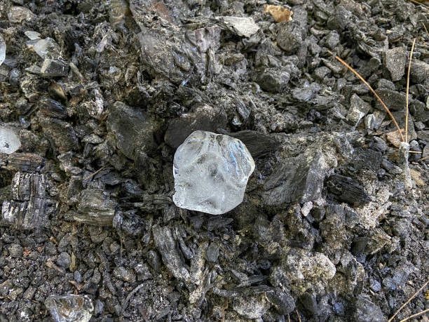 Closeup chestnut shell half engulfed in clear ice, hanging from a tree branch in a park in Bucharest, Romania, during Winter, after a frozen rain wheather phenomena.