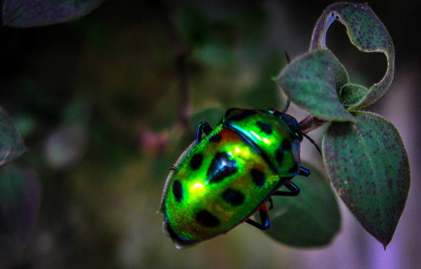 istock Green Jewel Beetle 1347460602