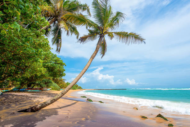 Mirissa Beach, Sri Lanka The famous Mirissa Beach which is located on the South Coast of Sri Lanka. sri lanka pattern stock pictures, royalty-free photos & images