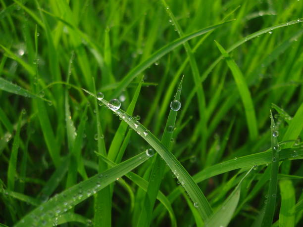 istock Water droplets on green grass 1347461514