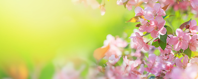 Spring background, panorama - pink flowers of apple tree on the background of a blooming garden. Horizontal banner with blurred space for text