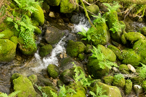 Mountain stream, green landscape, flowing water, small cascade, ferns, green moss on stones, hiking route, Pontevedra province, Galicia, Spain. Copy space on the right side of the image.