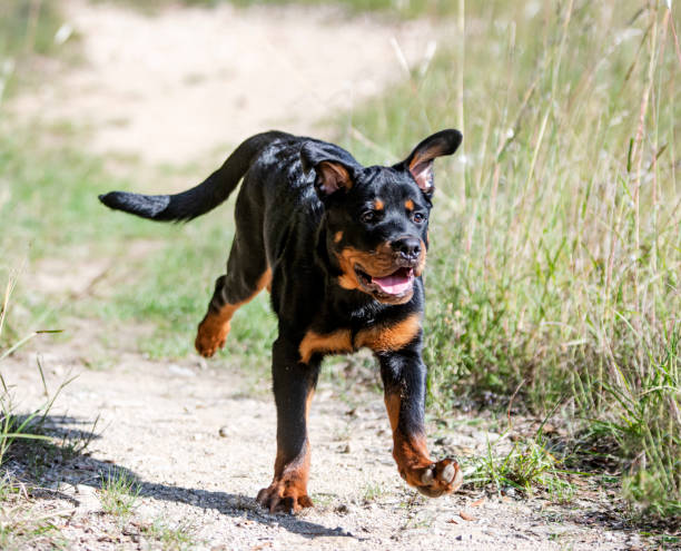 istock puppy rottweiler running 1347464511