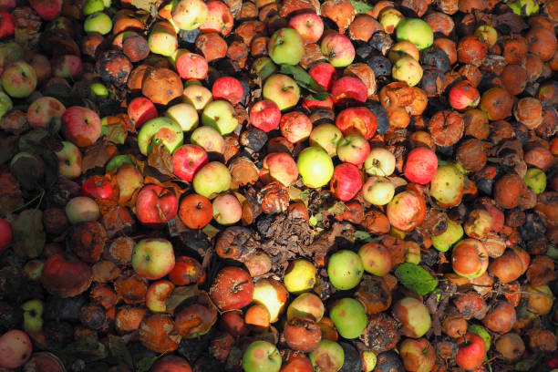 istock Saturated background of rotten apples in sunlight, crop surplus, harvest, compost 1347466879