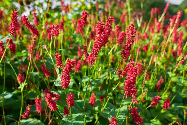 Selective focus of red flower Persicaria amplexicaulis in the garden with soft sunlight, Knotweed is a genus of herbaceous flowering plants, Polygonaceae, Nature floral background.Selective focus of red flower Persicaria amplexicaulis in the garden with soft sunlight, Knotweed is a genus of herbaceous flowering plants, Polygonaceae, Nature floral background.