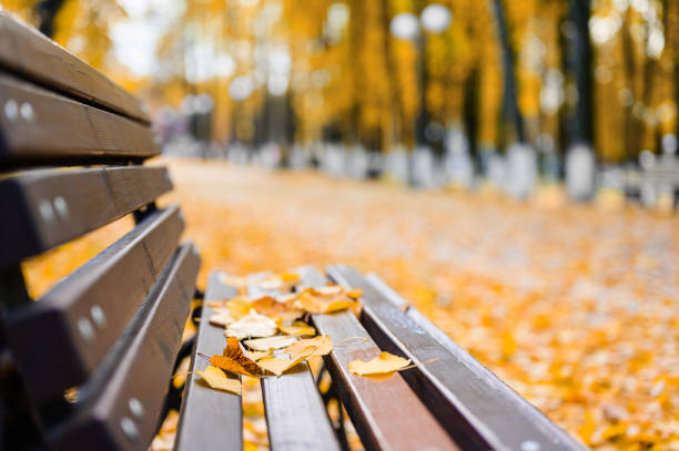istock Autumn foliage on a bench in the park. 1347467072