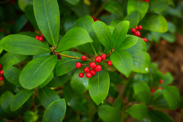 Holly plant aquifolium with red berryHolly plant aquifolium with red berry