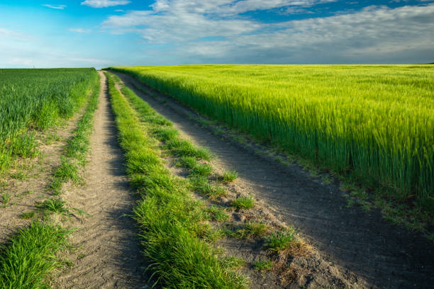 istock A long dirt road by a green field 1347467353