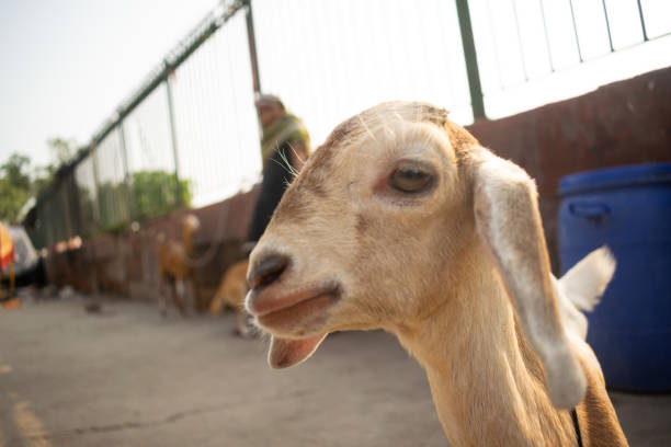 istock cute little baby goat smiling while looking in the camera 1347468405