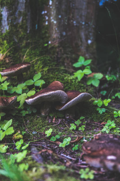 istock Mushrooms in close-up on a tree trunk 1347468979