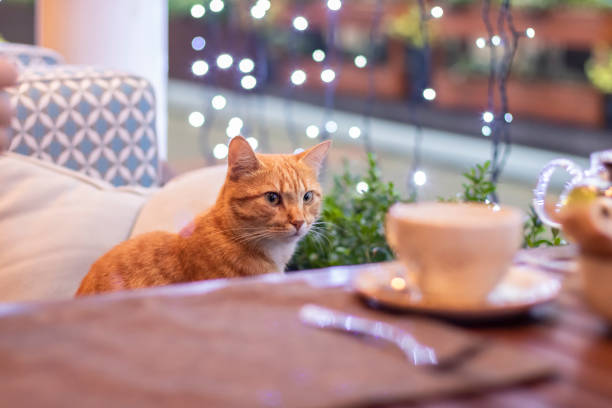 red cat in the cafe. cute fluffy cat indoors, in the interior with lights - bichos mimados imagens e fotografias de stock