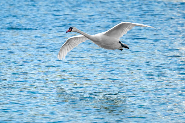 istock White swan flying over blue water surface of lake 1347471583